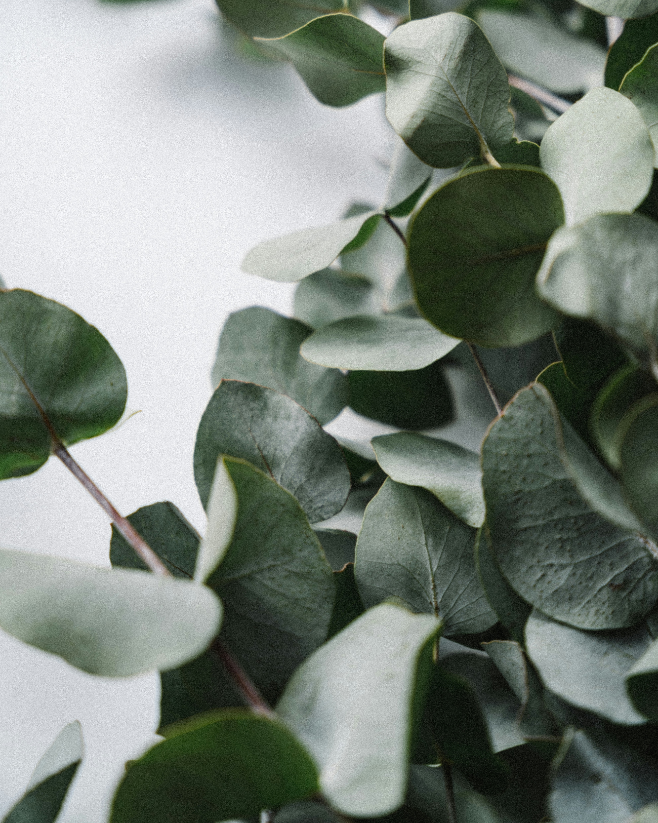 Cellulite & Firming Body Oil