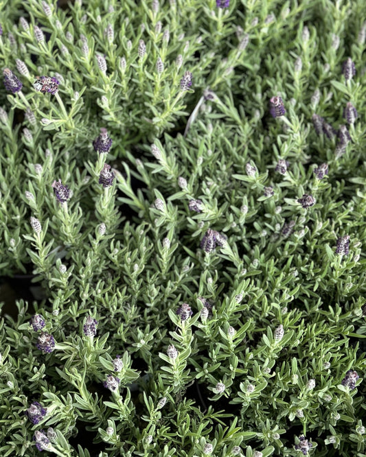 Close up of a lavender bush