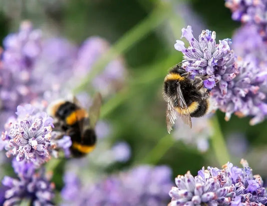 Why Bees Are So Important to Us at Heaven Skincare 🐝 Heaven Skincare
