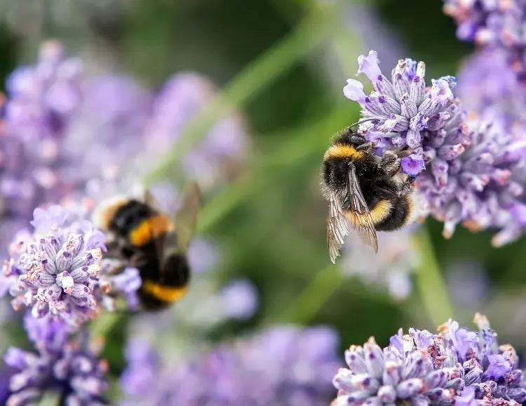 Why Bees Are So Important to Us at Heaven Skincare 🐝