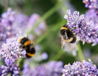 Why Bees Are So Important to Us at Heaven Skincare 🐝
