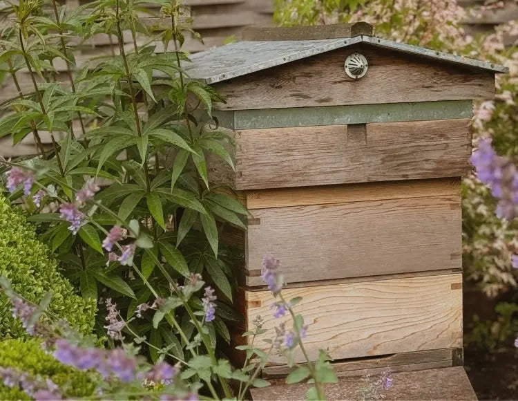 How Is Bee Venom Collected? Ethical Bee Venom Skincare Explained