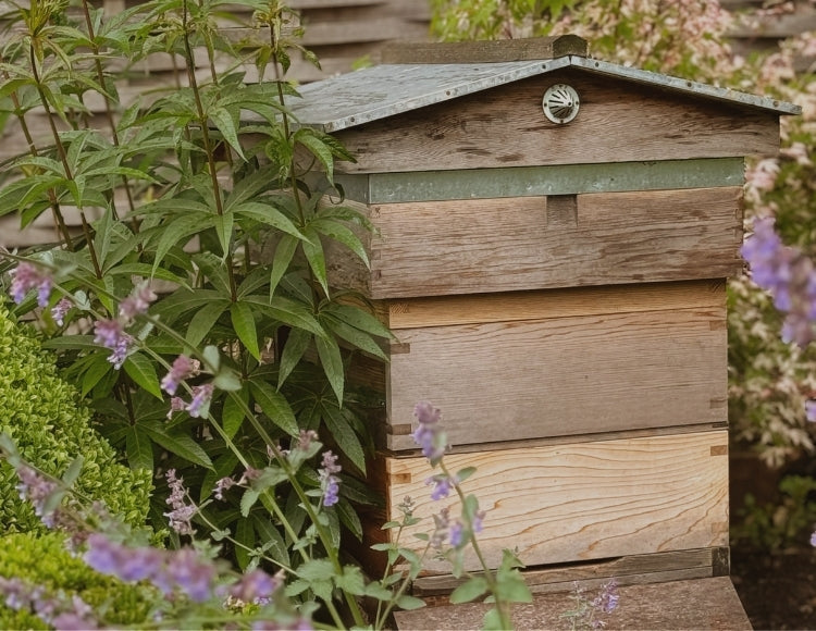 How Is Bee Venom Collected? Ethical Bee Venom Skincare Explained