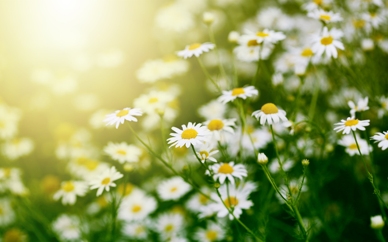 The Soothing Power of Chamomile
