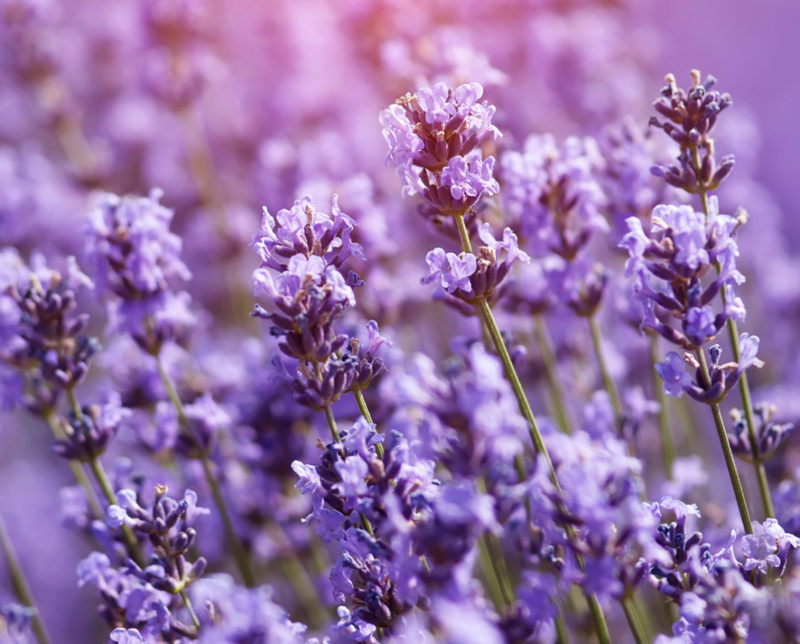 The Beauty Benefits Of Lavender