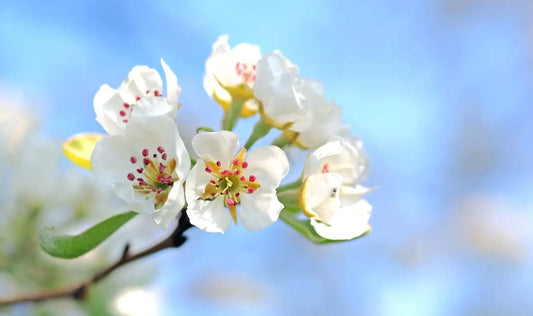 Pro-Tips: Focus on Spring Skincare Heaven Skincare