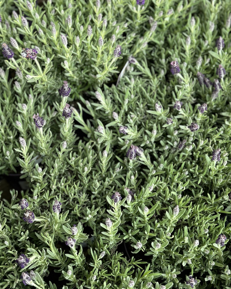 Lavender Collection